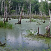 Boxford State Forest, Massachusetts