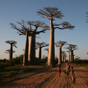 Avenue of the Baobabs
