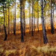 Mountain Longleaf National Wildlife Refuge