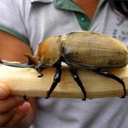 Elephant Beetle
