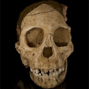Australopithecus Africanus Human Ancestor Identified (1925)