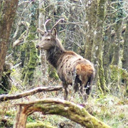 Killarney National Park, Ireland