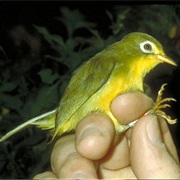 Rota White-Eye