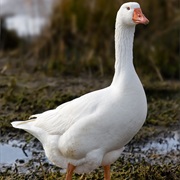 White Goose