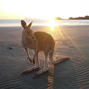 Cape Hillsborough National Park (QLD)