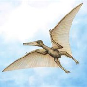 Terodactyl