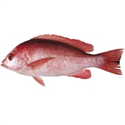 Crimson Snapper / Crimson Seaperch / Red Bream