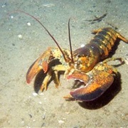 Lobster