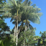 Açaizeiro (Euterpe Precatoria)