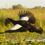 Wild Muscovy Duck (Cairina Moschata)