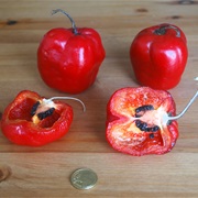 Rocoto (Capsicum Pubescens)