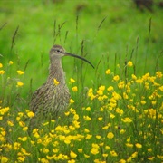 Ljubljana Marshes Nature Park, Slovenia