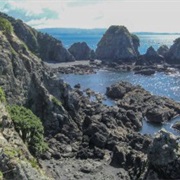 Tawharanui Ridge Walk - Very Easy (4 Hours)