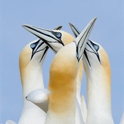 North Slob to Hook Head Coast & Saltees, Ireland