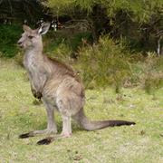 Japoon National Park (QLD)