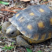 Gopher Tortoise