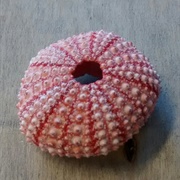 Sea Urchin Shell