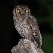 Tropical Screech-Owl (Megascops Choliba)