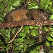 Golden Palm Civet