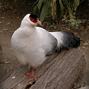 White-Eared Pheasant