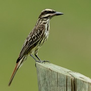Streaked Flycatcher (Myiodynastes Maculatus)