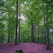 Par Force Hunting Landscape of North Zealand