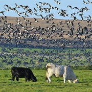 Islay and Jura, Scotland