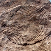 Fossils From Precambrian Era Found in Ediacaran Hills (1946)