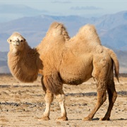 Camel