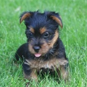 Australian Terrier