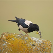 Rosy Starling