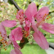 Pratt's Crabapple (Malus Prattii)
