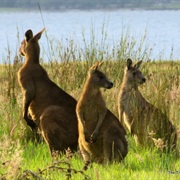 Spot a Kangaroo in the Australian Bush
