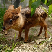 Northern Pudu