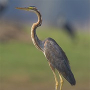 Purple Heron