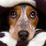 Ligyrophobia – the Fear of Loud Noises