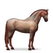 Peruvian Paso - Strawberry Roan