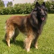 Belgian Tervuren