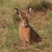 Chinese Hare