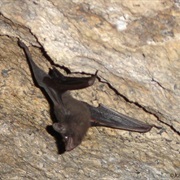 Seychelles Sheath-Tailed Bat