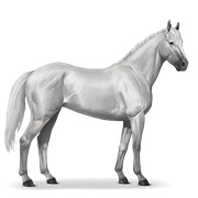 Thoroughbred - Light Gray