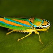 Leafhopper