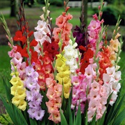 Gladiolus