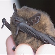 Common Pipistrelle