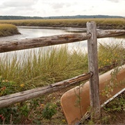 Explore a Marshy Region (In Southern Maine)