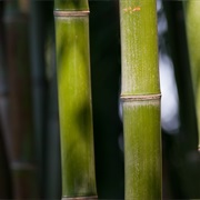 Make Fire With a Single Stalk of Bamboo