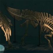 Parasaur Tail