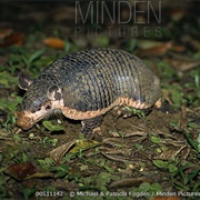 Northern Naked-Tailed Armadillo