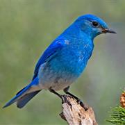 Mountain Bluebird