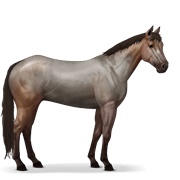 Quarter Horse - Roan